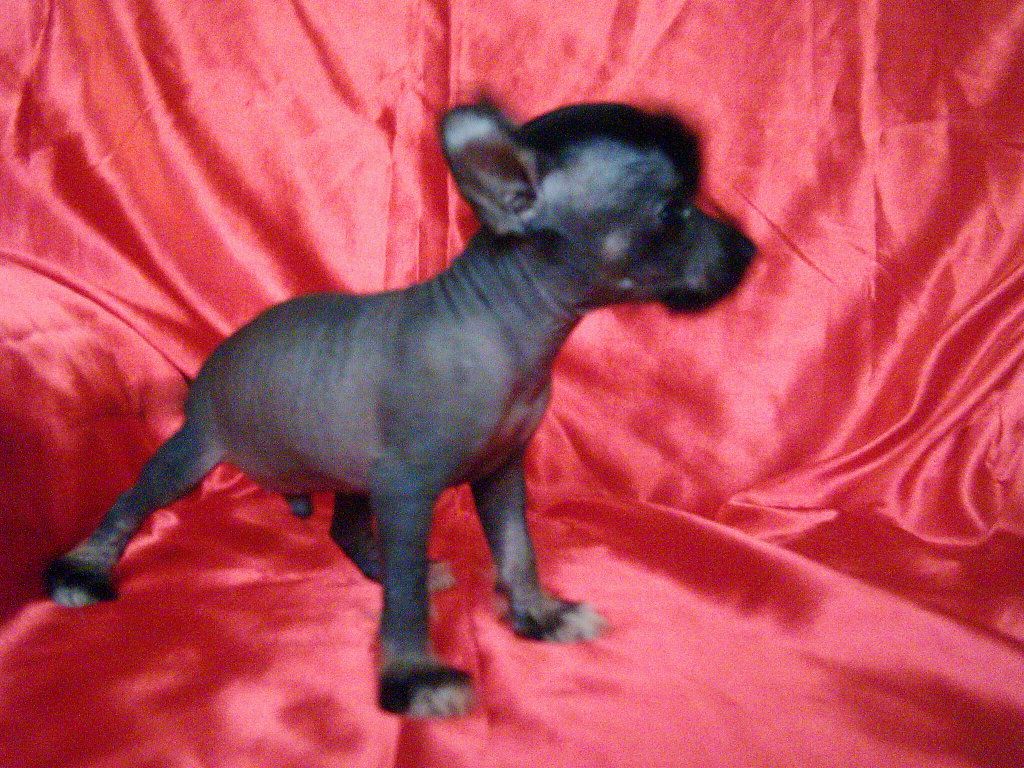 Hurrican von Hellmundin