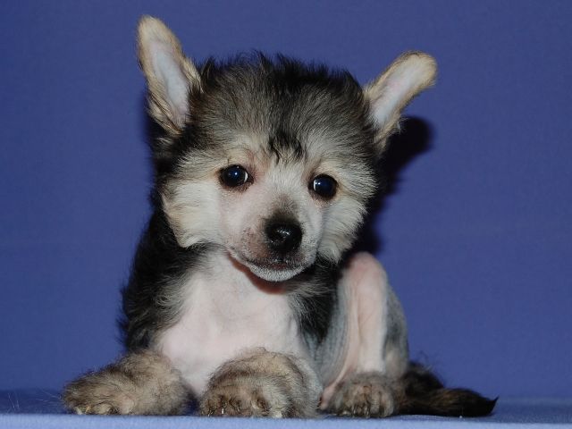 True Magnifisen Shake World