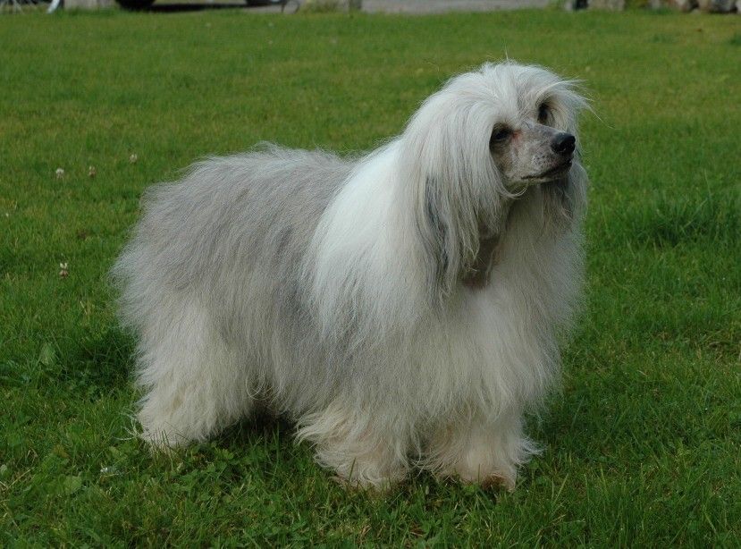 Trønderpia's Cleopatra