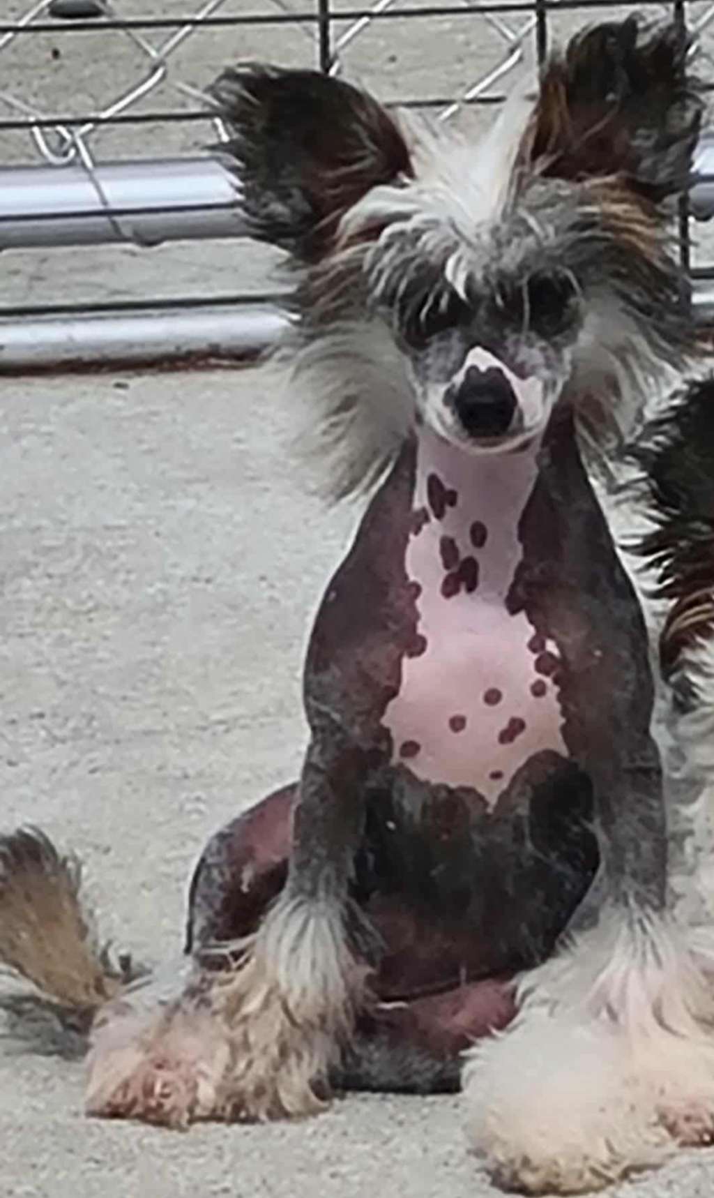 Koreke Ziggy Stardust