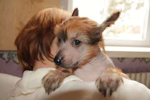 Star Show Bon Ami Arvest