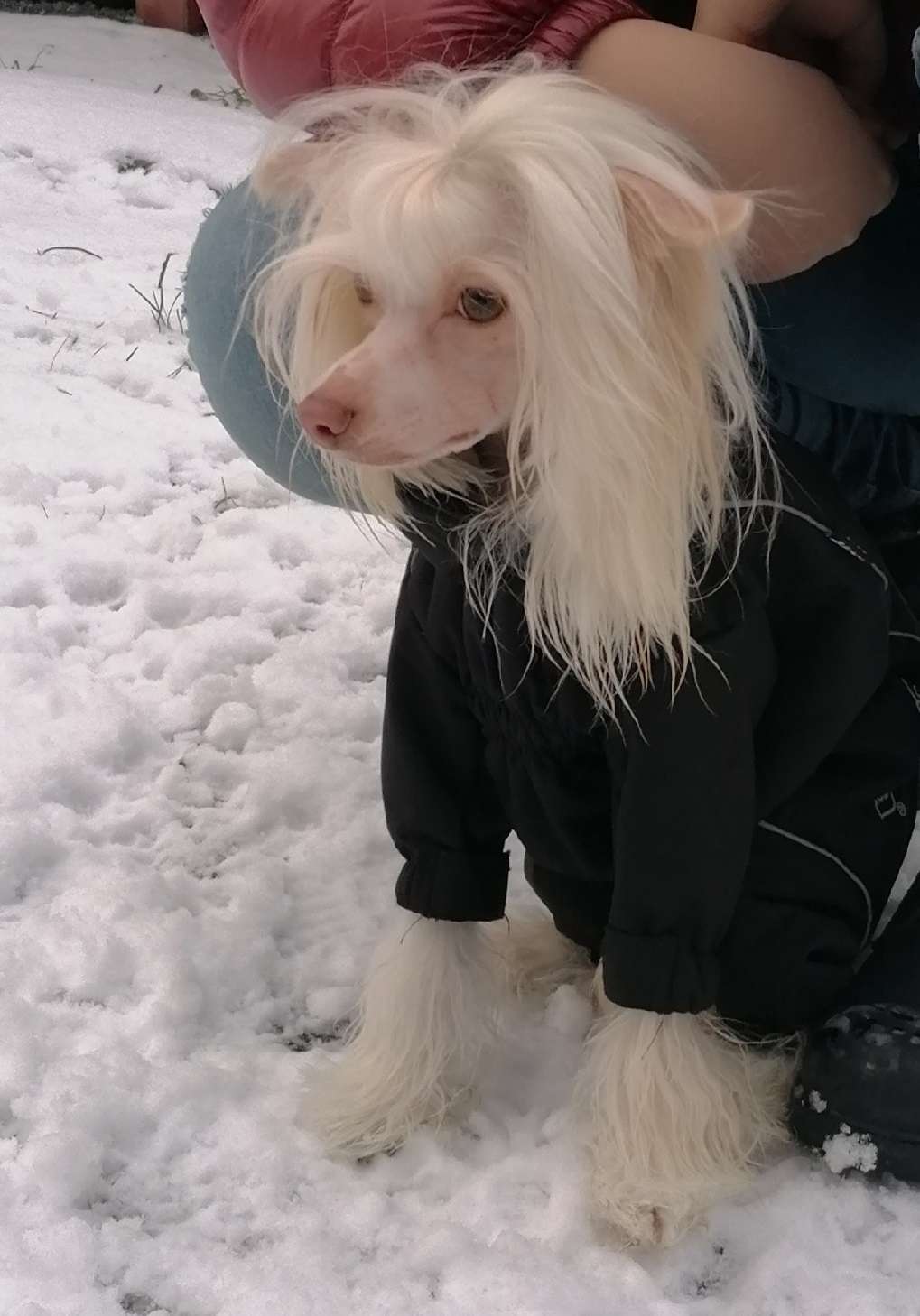 Bielka's Chocolate Chip Cookie