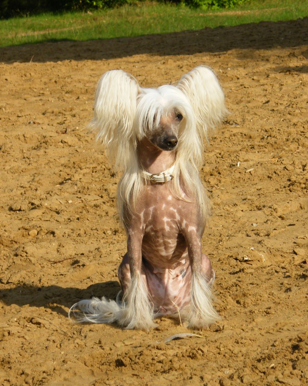 Vivat Sanraiz Mayorka