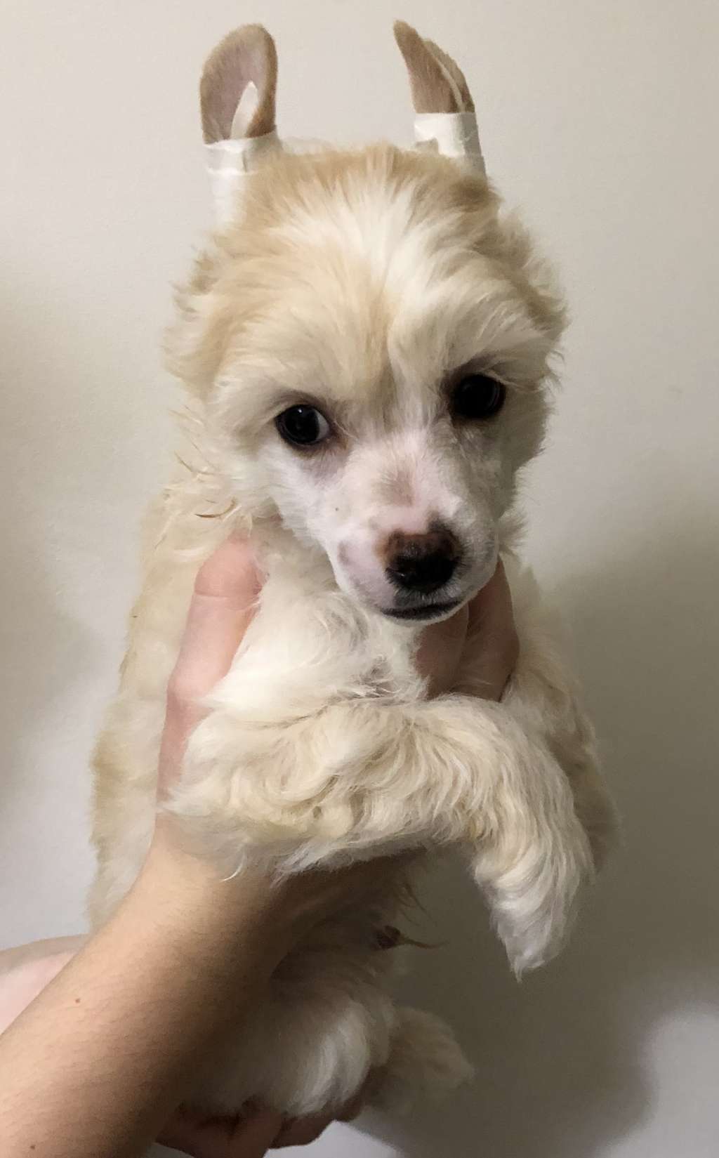 Uliss iz Clana Timurlana