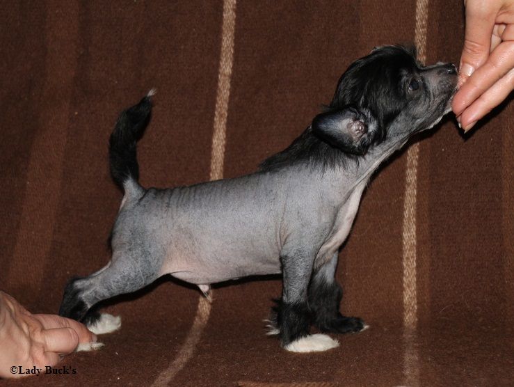 Lady Buck's Am I Naked Or What