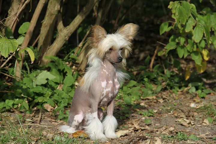 Crest'd Label American Pin up Girl