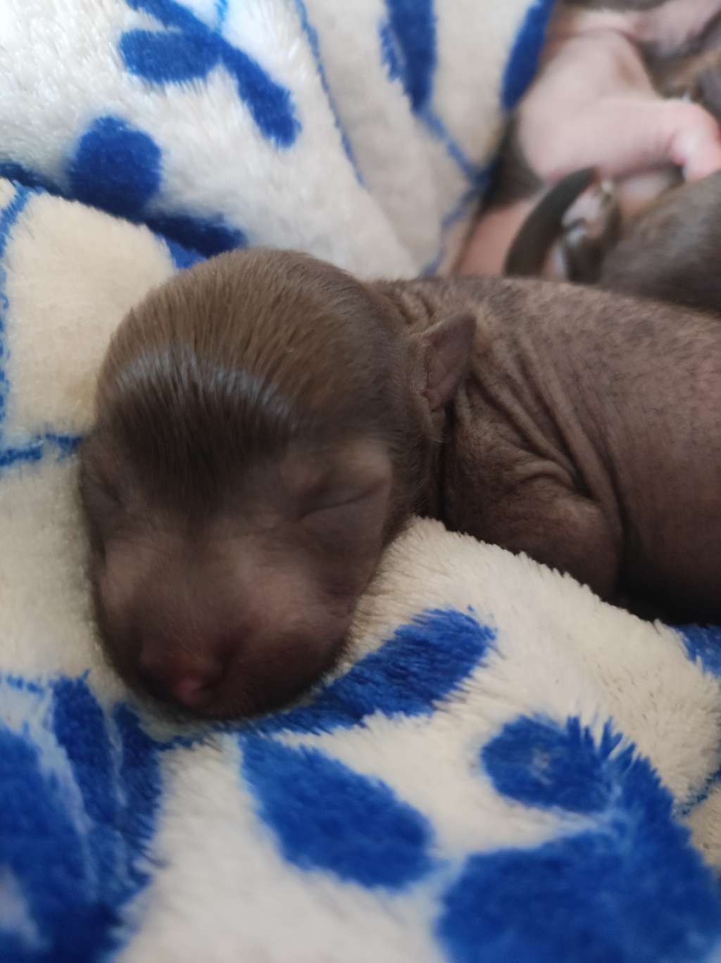 Beyesa Chukulati Sabana Basora