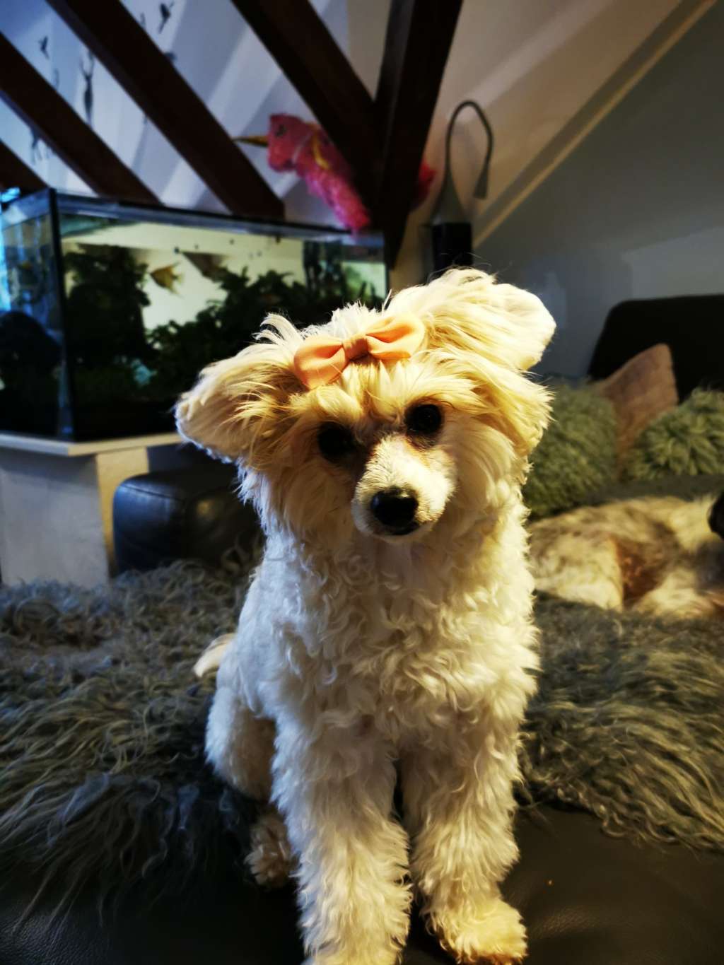 Bella Vita High Flyer