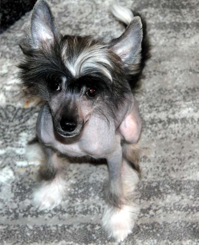 Show Galaktika Tornado