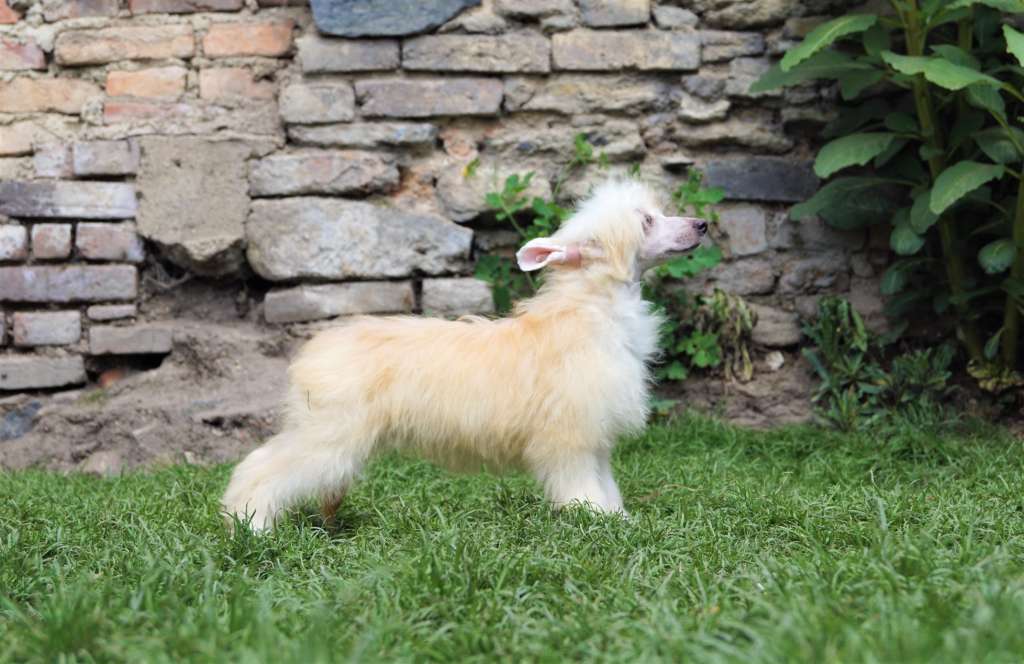 Kiss Of Life Heybett