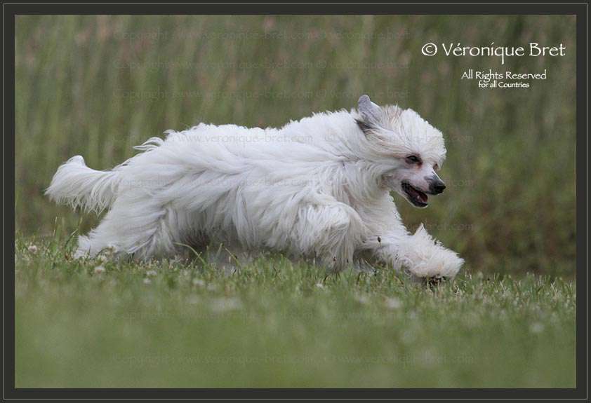 Pu Yi's Dynasty Lisbeth Meredith