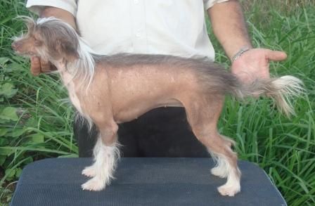 Janda Pelada do Baktaran