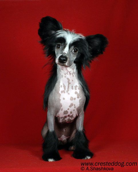 Angel Look Prime Time