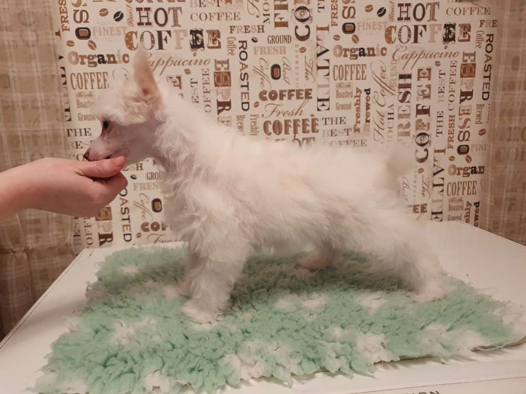 Pinky Twinky You Ain't Seen Nothing Yet