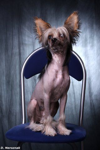 Rus Foreva Ritter Sport