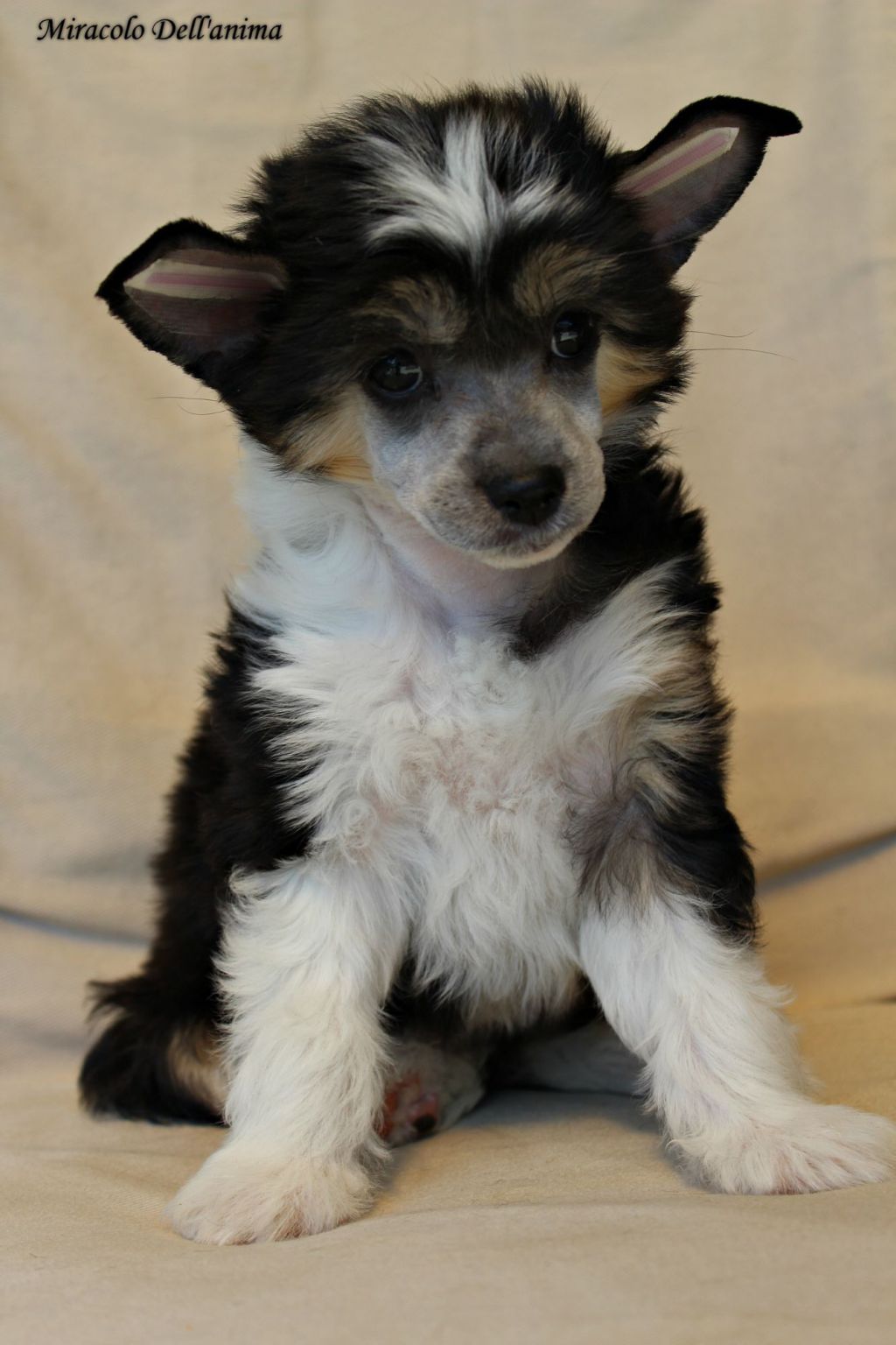 Kitty Elis Miracolo Dell'anima