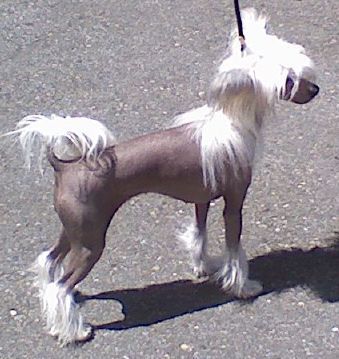 Exkwizits Slipper and the Roase