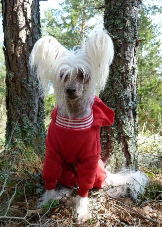 Jean Dark Eye Of The Tiger