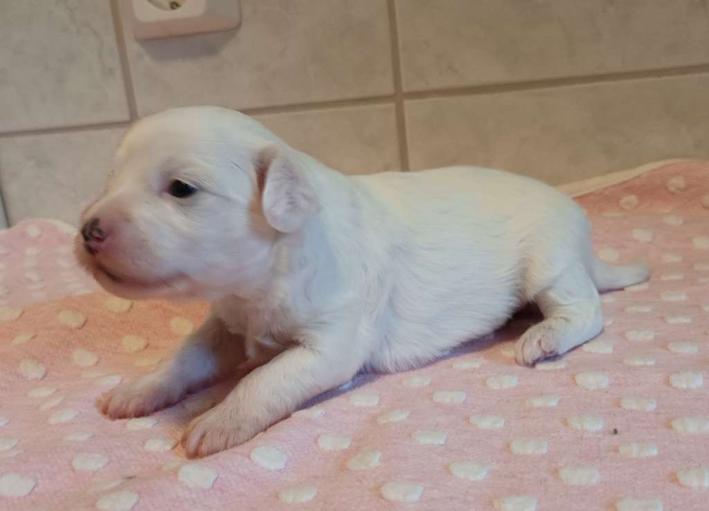 Tapi-Tapi HoppaLotta