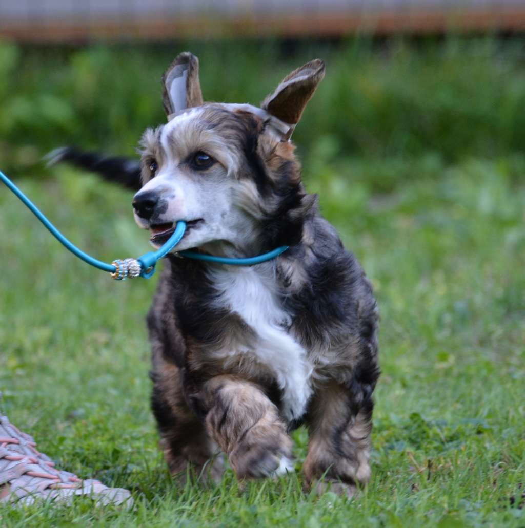 Habibi Star Cute Goblins