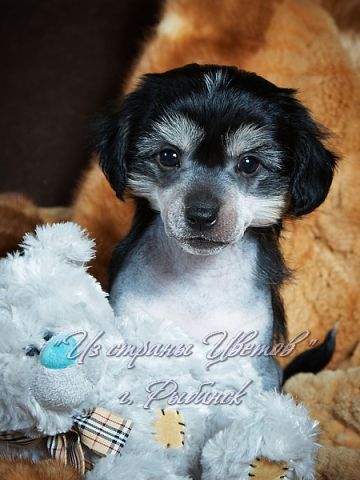 Elegance Black Hero Iz Strany Cvetov