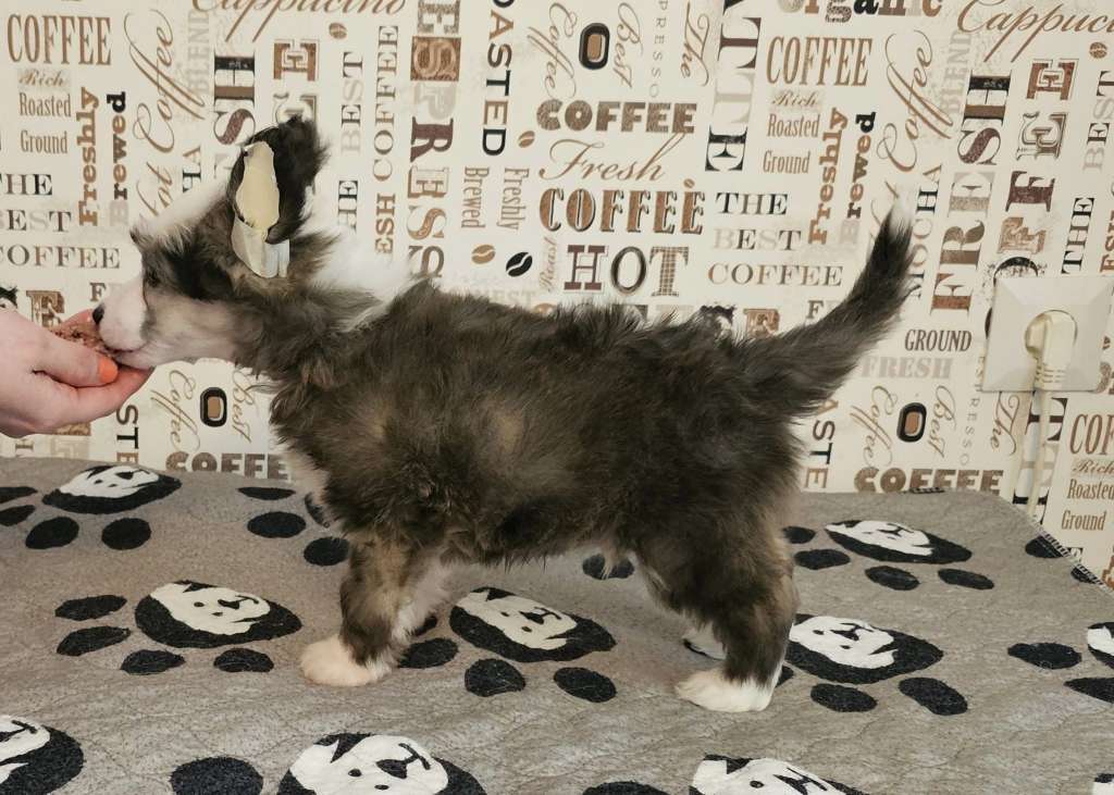 Pinky Twinky Hey Good Lookin