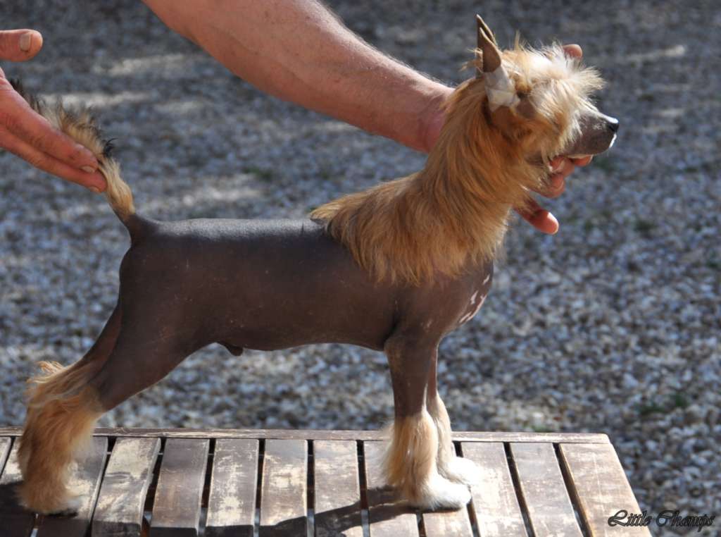 Music lover Little Camps