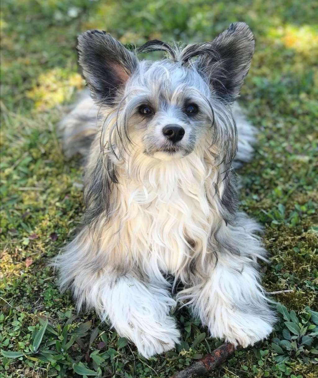 Forseti's Rambling Rose