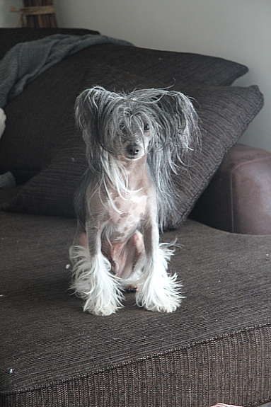 Poulot's Can't Let Go