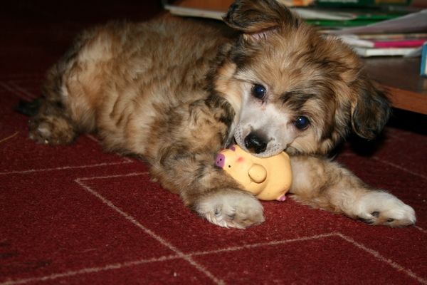 Alfa Laval Uni Just What I Want