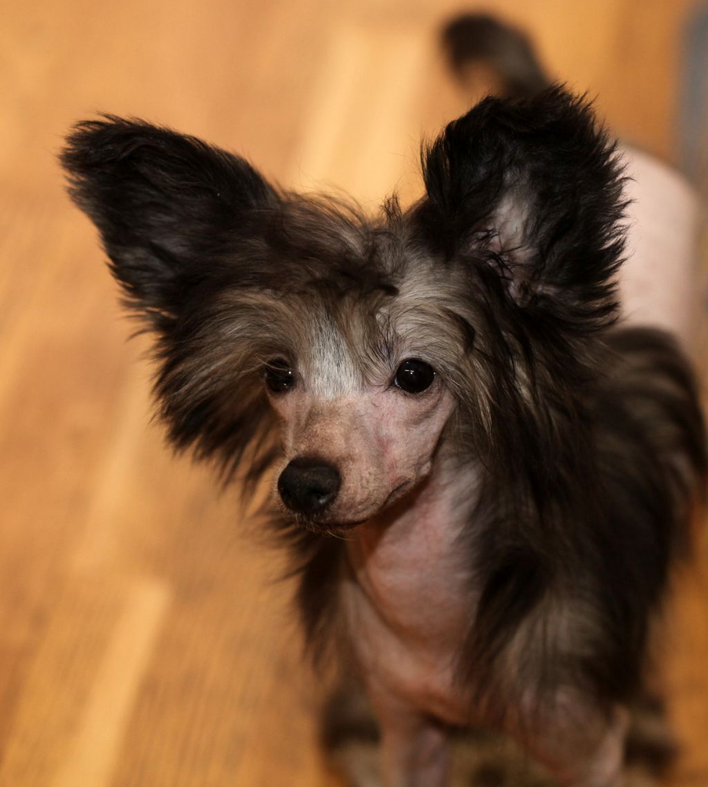 Smart Style Rozzy Rous