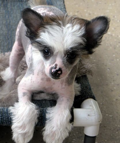 Kalypso's Maid in the Mist