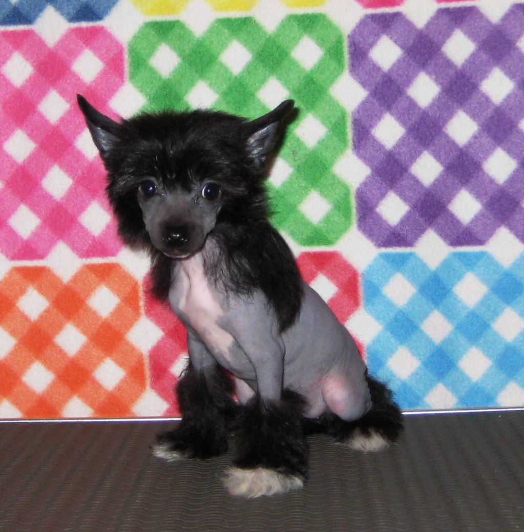 Felliss Diamond of the Night