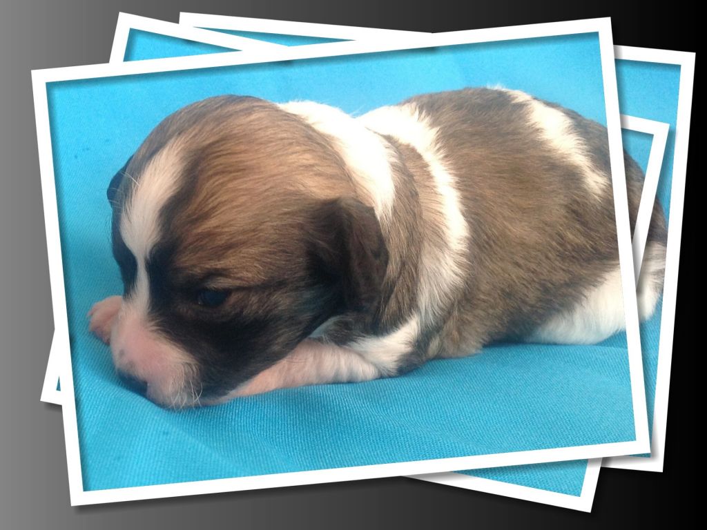 Wilddenya mystic man