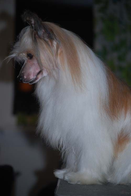 Belshaw's Charles Of The Ritz