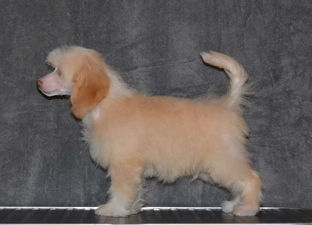 Magic of Success Zodiac