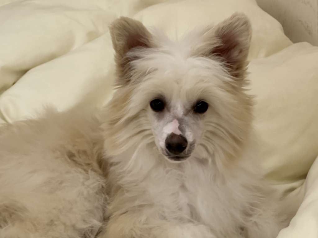 Rosa sinensis of Rico