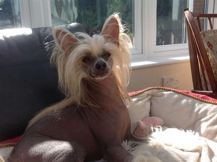 Tangomanija  Amberlife