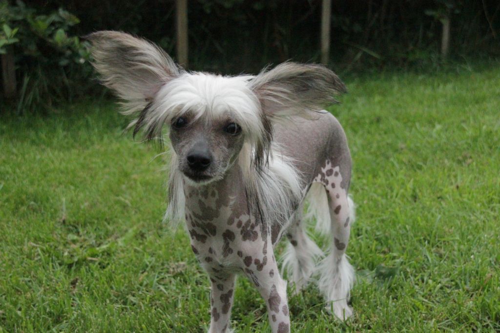 Selfcresteem's Divine Dior