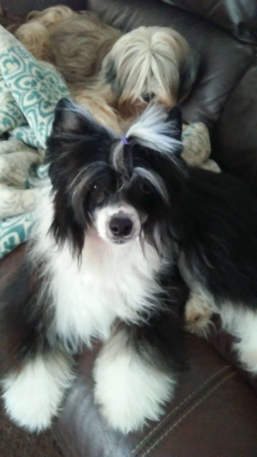 Zhen's Dream Weaver at Tidewatch