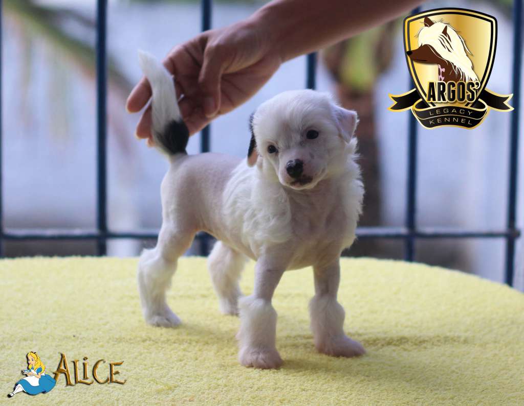 Argos' Legacy Lapinus Alice