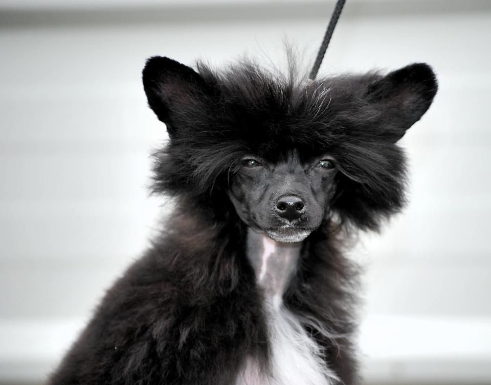 Little Dog Of Dream Howdy Doody