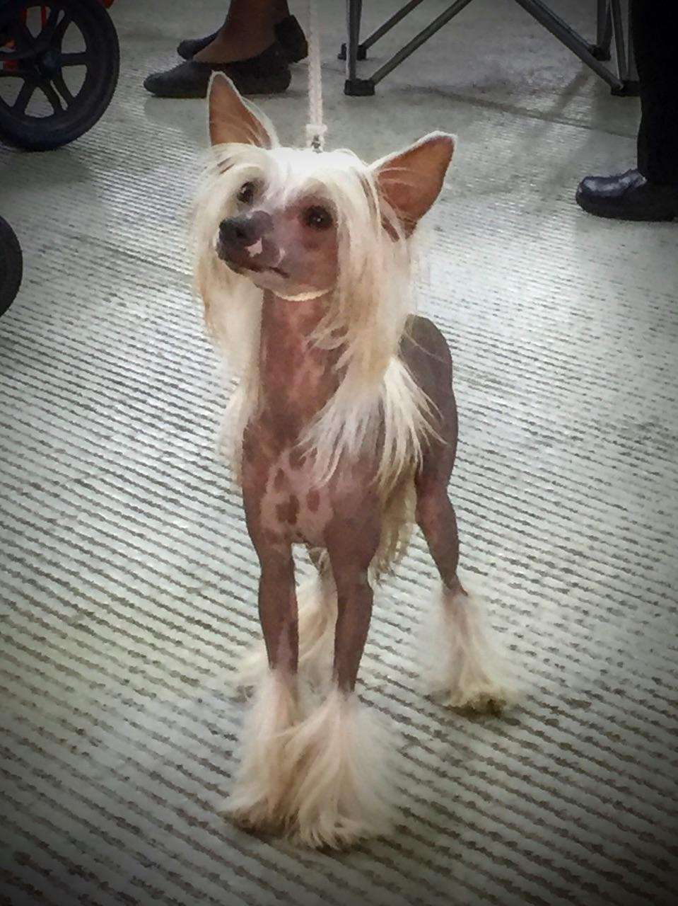 Lunatta Buenna Saffron