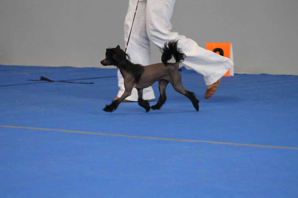 Ailesh Rai Chan Tian