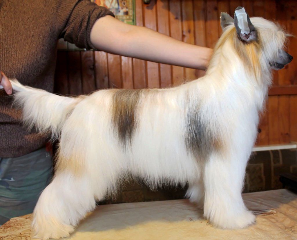 Blanchefleer Molosos Gratzi