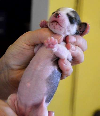 Dara Modrá Laguna Moravia