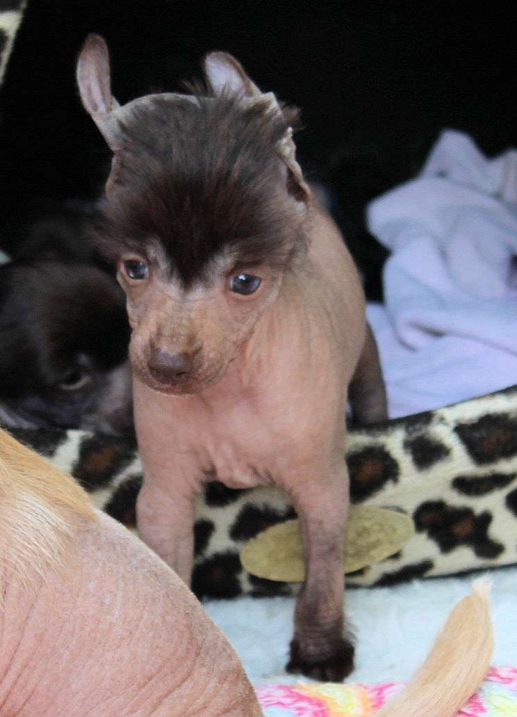 Something Else Shogun