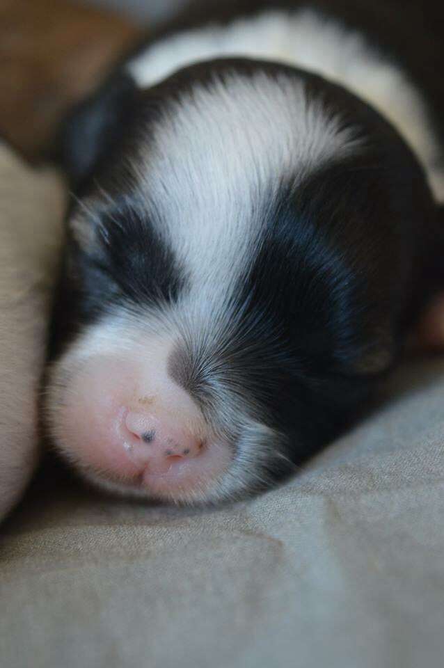 Magnus Staff Live Your Life