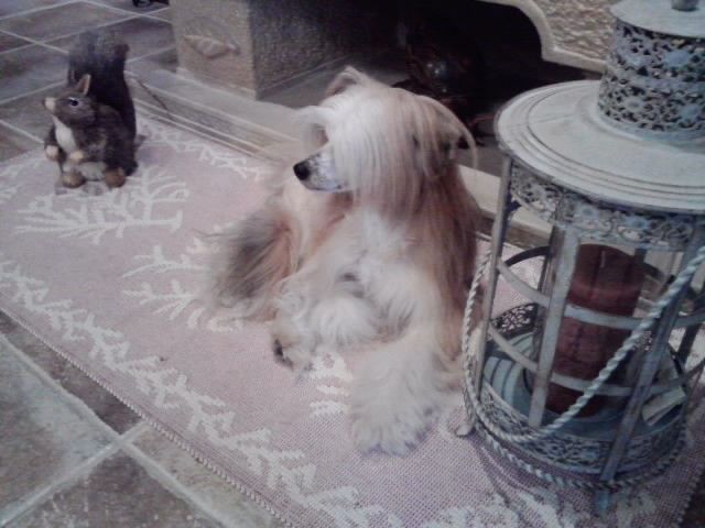 Aretxagako Ametsa Agon