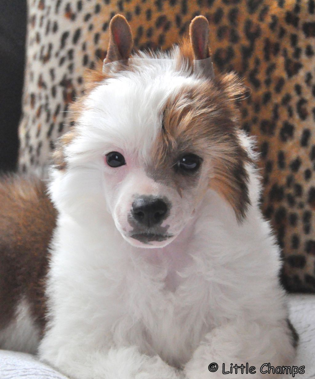 James Dean Little Champs